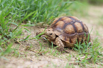 African Sulcata Tortoise Natural Habitat,Close up African spurred tortoise resting in the garden, Slow life ,Africa spurred tortoise sunbathe on ground with his protective shell ,Beautiful Tortoise