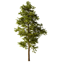 Isolated Highly Detailed Daylight Tree Green Leaves Detailed Stem Standing On Shade Graphic Cutout Tall Realistic Cutout On Transparent Background 3D Rendering © IM_VISUALS
