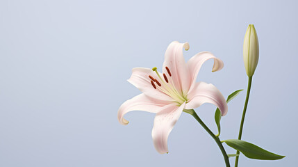Close-up of yellow orange lily flower and bud against a neutral background, colorful art of ikebana