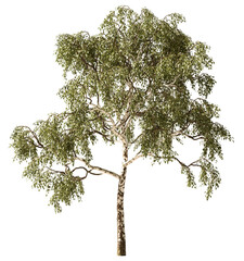 Isolated Highly Detailed Daylight Tree Green Leaves Detailed Stem Standing On Shade Graphic Cutout Tall Realistic Cutout On Transparent Background 3D Rendering