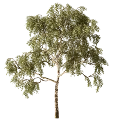 Isolated Highly Detailed Daylight Tree Green Leaves Detailed Stem Standing On Shade Graphic Cutout Tall Realistic Cutout On Transparent Background 3D Rendering © IM_VISUALS
