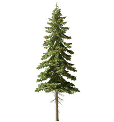 Isolated Highly Detailed Daylight Tree Green Leaves Detailed Stem Standing On Shade Graphic Cutout Tall Realistic Cutout On Transparent Background 3D Rendering
