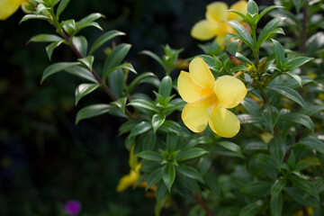 The radiant beauty of golden trumpet flowers (Allamanda cathartica), also known as yellow bells, against a lush green backdrop.