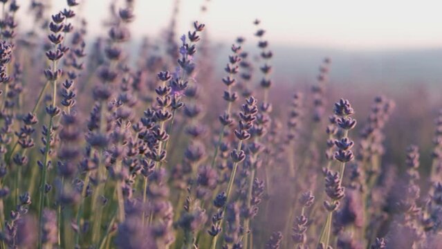 Flowering fragrant lavender in the fields swaying in the breeze. Selective focus on flowers.