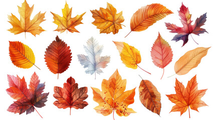 A collection of autumn leaves in various shades of red, orange, yellow, and brown.  The leaves are arranged in a random pattern and are isolated on a black background.
