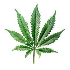 Cannabis Isolated on a Transparent Background..