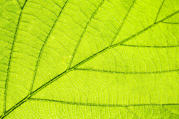 Macro shot of a leaf. Foliage nature background.