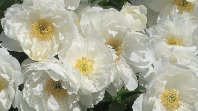 stunning beautiful white plate-type  peony flowers blossom amicably together in garden as background. close up footage. sunny day