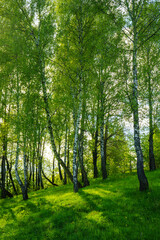 Grove of birches with young green leaves at sunset or sunrise in spring or summer.