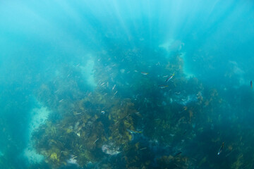 Small fish swimming around the kelp seaweed.