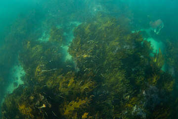 Small fish swimming around the kelp seaweed.
