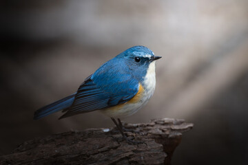 Obraz premium ルリビタキ