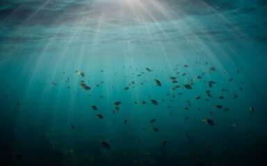 Fototapeta premium Big group of fish on the vast blue ocean.