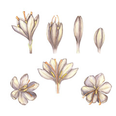 Watercolor illustration with saffron. Saffron flowers, set. Crocus painted in watercolor on a white background. Food, spice, seasoning. Template for invitations, postcards, packaging, frames