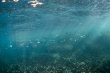 Obraz premium School of fish swimming across in the ocean.