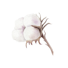 Hand drawn watercolor cotton fluffy bud illustration. Botanical art for your postcard, notebook or other stationery design. Floral bouquet. 