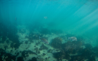 Two fish swimming in the blue ocean.
