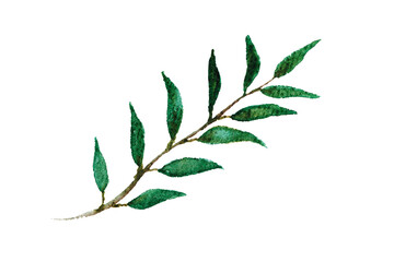 Fototapeta premium Watercolor eucalyptus sprig. Isolated botanical element. Drawn green leaves on textured watercolor paper.