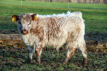 Junger Galloway -Bulle auf der Weide