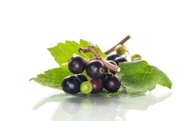 ripe blackcurrant berries with leaves on white background.