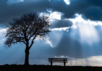 Silhouette of leafless tree and bench against dark blue sky