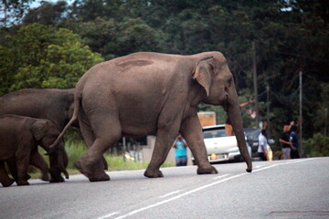 Asian Elephant crossing in a Malaysia street