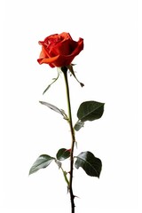 flower Photography, Alain Rosa copy space on right, Isolated on white Background