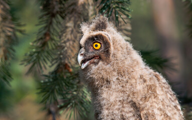 portrait of a horned owl