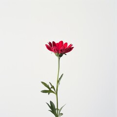 flower Photography, Eden Rosa copy space on right, Isolated on white Background