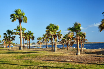 palm trees and beaches on the Mediterranean coast on the island of Cyprus