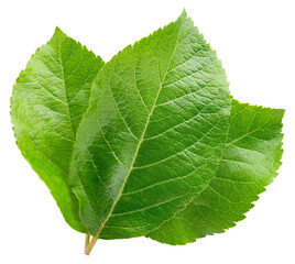 Apple leaf isolated png. Apple leaves flat lay on transparent background. PNG format. Apple leaf top view with no background. Full depth of field