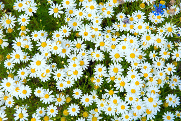 Daisies in the meadow. View from above. Not cultivated daisies.

