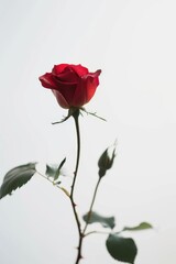 Obraz premium flower Photography, Multiflora Rose, copy space on right, Isolated on white Background