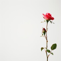 Obraz premium flower Photography, Persian Rose copy space on right, Isolated on white Background