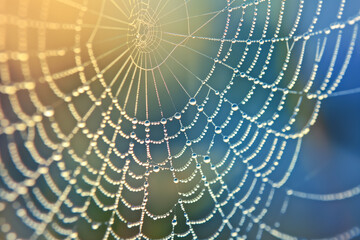 Dewdrops clinging to the surface of a cobweb, with intricate patterns formed by the tiny beads of moisture, highlighting the delicate intricacy of nature's design