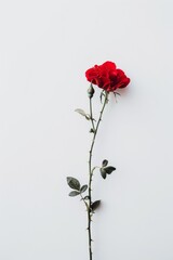 Obraz premium flower Photography, Red Mister Lincoln Rosa copy space on right, Isolated on white Background