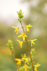 Beautiful yellow flowers of Forsythia plant on a blurry green background