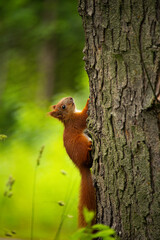 squirrel on a tree trunk in the forest.