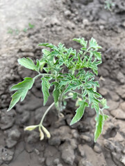 a small tomato bush growing in the garden bed
