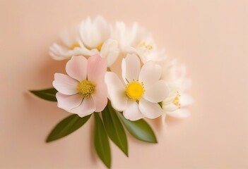 Fototapeta premium A close-up photo of a white spring flower on a light pink and beige background