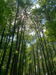 Arbres verts dans la forêt