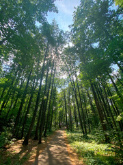 Chemin forestier parmi les arbres verts dans la forêt