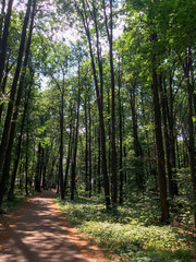 Chemin forestier parmi les arbres verts dans la forêt
