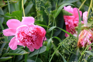 Purple peony flower in the garden. Peony pink flower, closeup