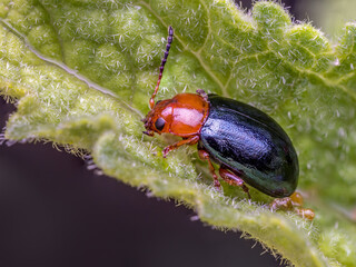 Cereal leaf beetle on a green leaf