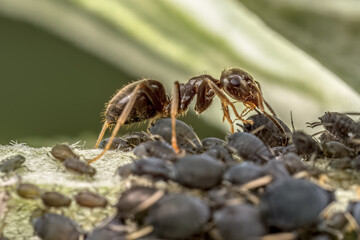 Colony of aphids and brown ant
