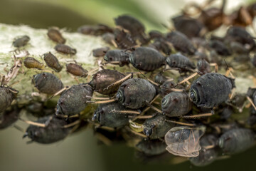 Colony of aphids infected a plant