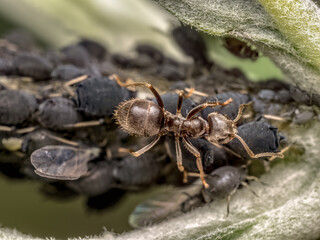 Colony of aphids and brown ant