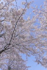 【桜】