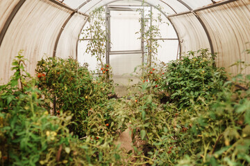 Tomatoes are hanging on a branch in the greenhouse. The concept of gardening and life in the...